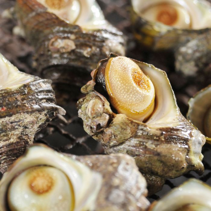 刺身 通販 能登 朝獲れ当日出荷 旬の鮮魚セット お取り寄せ